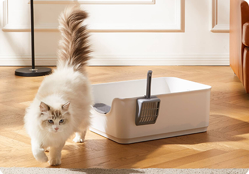 Custom Cat Litter Booms Globally