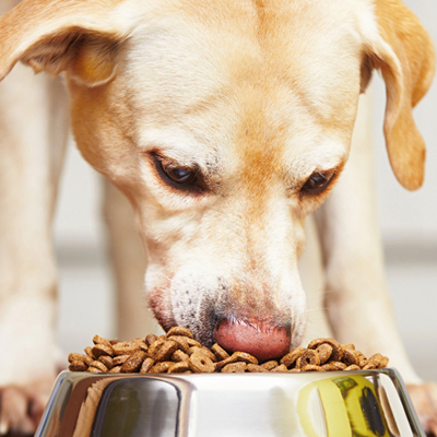 Economical Dry Food-STEP 05 Test analysis